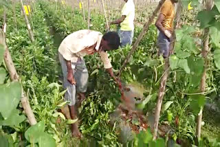 Farmer destroyed capsicum crop