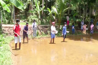 krishi  njavara cultivation in kollam  ഞവര നെൽകൃഷി ജീവിതവൃത്തിയാക്കി കർഷകൻ  നെൽകൃഷി  ഞവര നെൽകൃഷി  കർഷകൻ  കൃഷിഭവൻ