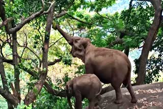 tribals-area-elephant-problem