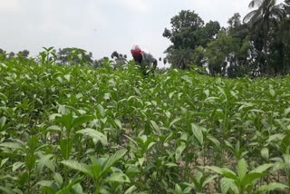 সরকারি ক্ষতিপূরণের আশায় বসিরহাটের কৃষকরা