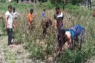 Vegetable Farming in Mussoorie