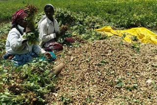 fungus on groundnuts, akola farmers in crisis