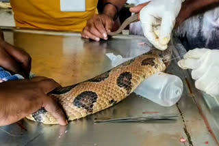 Successful surgery on injured snake in sangli