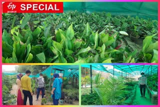 oxygen-rich-tree-plants-are-being-sold-in-order-to-get-natural-oxygen-in-ghaziabad