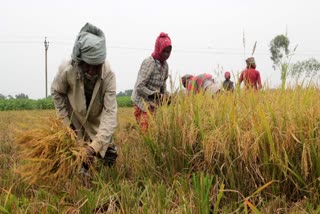 সরকারি নির্দেশে কাটা হল দক্ষিণ দিনাজপুরে