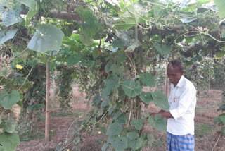 chirang-vegetable-farmer-crisis-due-to-lockdown