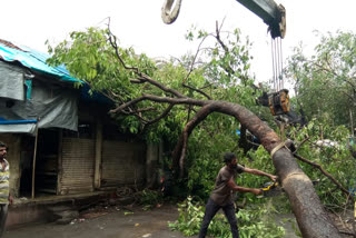 धोकादायक झाडे कापण्याच्या प्रस्तावाला मंजुरी