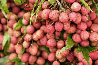 Shahi Litchi