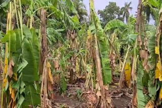 Banana orchards damage Kelve area