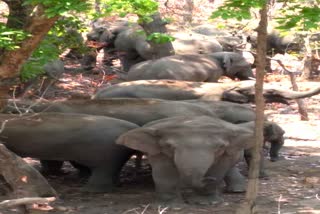 Elephant team reached the villages of Gariyaband