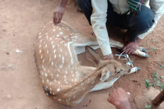 Chital deer