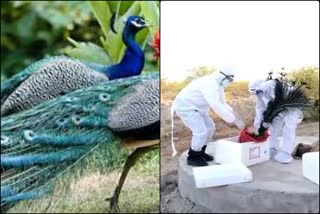 रानीखेत बीमारी से हो रही थी मोरों की मौत, Peacock was dying due to Ranikhet disease
