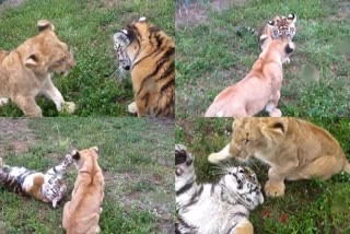 Lion cub and tiber fighting viral video