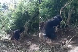 1yr old bear got trapped in begur forest area  begur forest area  wayanad  കെണിയിൽ കുടുങ്ങി കരടി; രക്ഷാപ്രവർത്തനം തുടരുന്നു