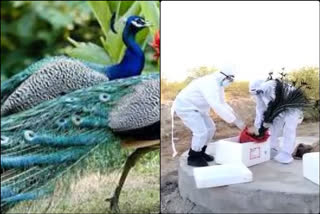 Over 100 peacocks die of suspected Ranikhet disease in Rajasthan