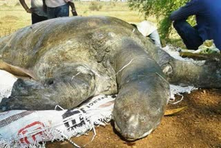 turtle died in Sarona pond