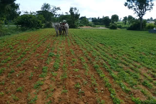 traditional farming techniques could help end global hunger