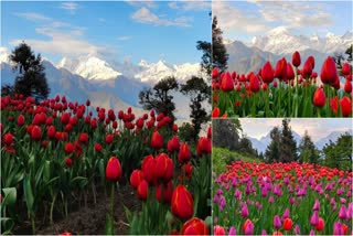 Munsyari Tulip Garden