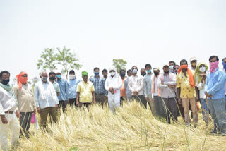 900 acres of paddy crop spoiled in Behrapal region due to storm and rains