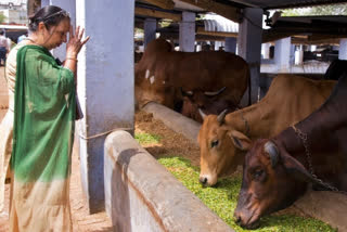 cattle smuggling