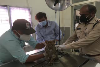 treatment-of-female-leopard