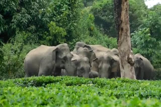 নুমলীগড় চাহ বাগিচাত কৰ‘ণাৰ লগতে বনৰীয়া হাতীৰ সন্ত্ৰাস