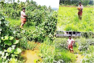 Kl-mpm-pig issue  Pig annoyance severe  Farmers are facing bad situation in Pookkottur  പൂക്കോട്ടൂരിൽ കർഷകർ വലയുന്നു  പന്നി ശല്ല്യം രൂക്ഷം  Farmers in malappuram  മലപ്പുറത്തെ കര്‍ഷകര്‍