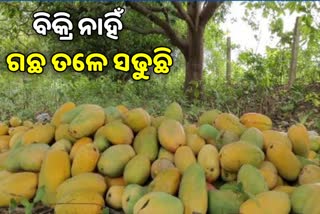 ହିନସ୍ତା ଆମ୍ବ ଚାଷୀ ,  କିଲୋ ପିଛା ମିଳୁଛି 5 ଟଙ୍କା