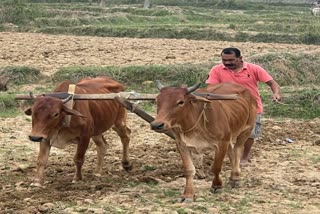 former-cm-madhu-koda-plowed-fields-in-chaibasa