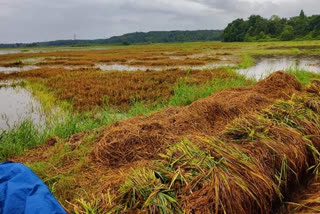 പത്തനംതിട്ടയിലെ മഴക്കെടുതി വാര്‍ത്ത  കൃഷി നാശം വാര്‍ത്ത  pathanamthitta rains desaster news  destruction of crops news