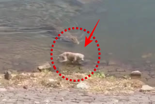 मगरमच्छ ने किया कुत्ते का शिकार, Crocodile hunted dog in kota