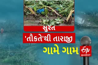 સુરત જિલ્લાના 757ગામોમાં 33 ટકા લેખે 5,826 હેક્ટરમાં પાકને થયું નુક્સાન