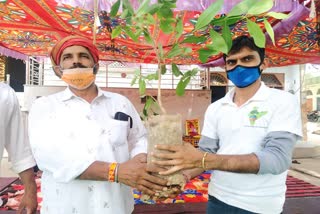 plantation in Lamba village, plant distribution in Lamba village