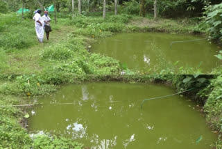 800-kilo-fish-stolen  aquaculture  മത്സ്യകൃഷി; 800 കിലോയുടെ വളർത്തു മത്സ്യങ്ങൾ മോഷണം പോയി  ഇടുക്കി