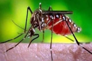 Dengue