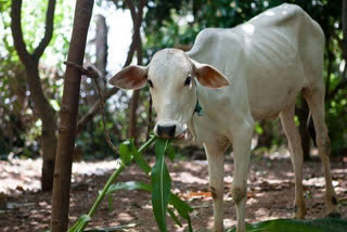 गाय बछड़ों को जंगल में छोड़ने का मामला, case of leaving cow calves in the forest
