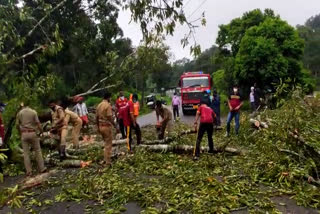 ഇടുക്കി ഇടവിട്ട മഴ വാര്‍ത്ത  ഇടുക്കി കല്ലാര്‍കൂട്ടി അണക്കെട്ട് വാര്‍ത്ത  ഇടുക്കി ശക്തമായ മഴ വാര്‍ത്ത  ഇടുക്കി നെടുങ്കണ്ടം-രാജാക്കാട് റോഡ് മരം കടപുഴകി വീണു വാര്‍ത്ത  എംഎം മണി വാഹനം കുടുങ്ങി പുതിയ വാര്‍ത്ത  ഇടുക്കി മഴ പുതിയ വാര്‍ത്ത  idukki rain latest news  idukki recurring rain latest news  idukki kallarkooti dam news  kallarkooti dam shutter raised news  mm mani vehicle block latest news  idukki heavy rain latest news  idukki highrange rain news