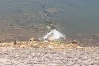 Crocodile hunts dog viral video