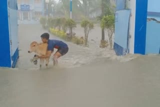 cattle saved from flood water by local youth