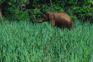 man-died-in-elephant-attack-in-chithore-district