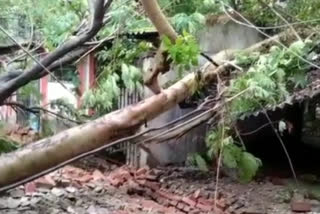 Giant tree fell in DC office