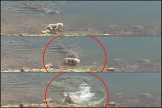 Crocodile hunts dog in Rajasthan's Rana Pratap Sagar dam