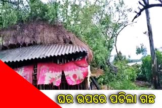 cyclone yaas tree broke out in house in balasore