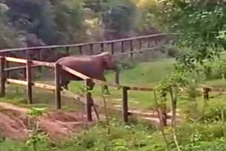 elephant-crossing-railway-barricade-at-kushalnagar