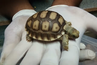 Animal smuggling racket uncovered from Chennai Express, 230 turtles and 1200 lizards seized