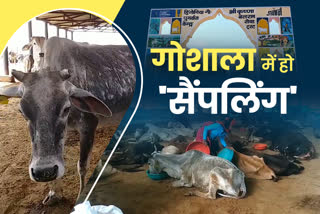 Corona infection in cows Jaipur