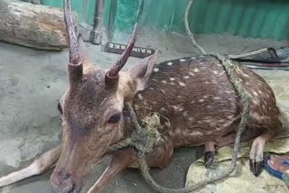 Banavasi Sundarbans Deer is a rare species in the locality to save lives