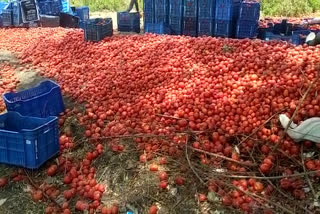 video-of-a-farmer-throwing-tomatoes-goes-viral