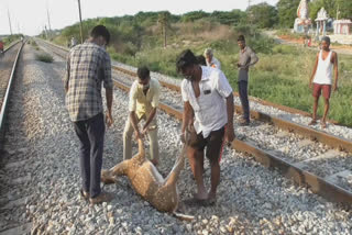 தண்ணீர் தேடி வந்த புள்ளி மான் ரயிலில் அடிபட்டு உயிரிழந்த சோகம்!