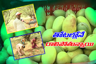 lock down  effect on mango farmers in state
